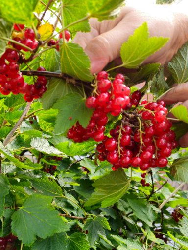 Johannisbeeren aus dem eigenen Garten