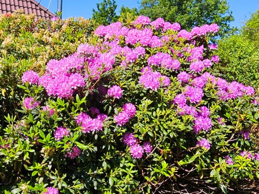 Rhododendren, fast wie in Nepal