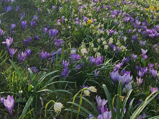 Krokusblüte in Husum, Schlossgarten