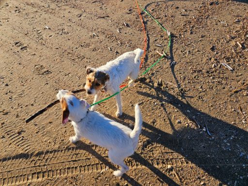 😊Hundeglück am Lakolk Strand - Rømø (DK)