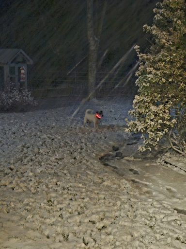 Toben im Schnee