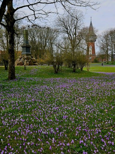 Krokusblütenfest in Husum