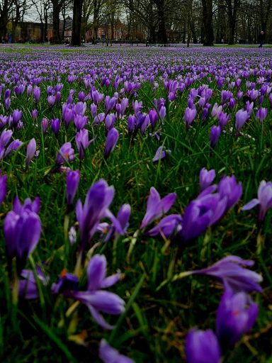 Krokusblüte in Husum, Schlossgarten